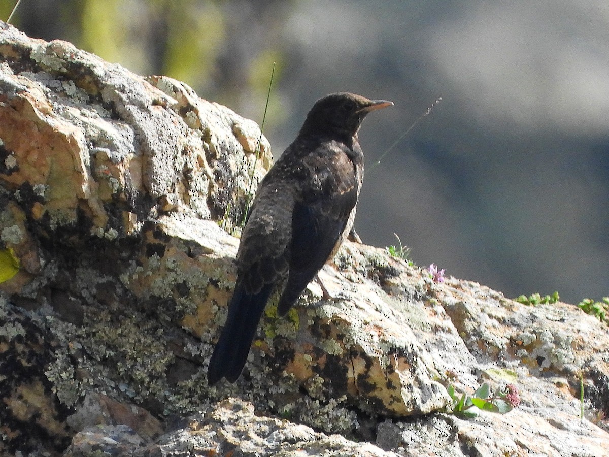 Tibetan Blackbird - Ansar Ahmad Bhat