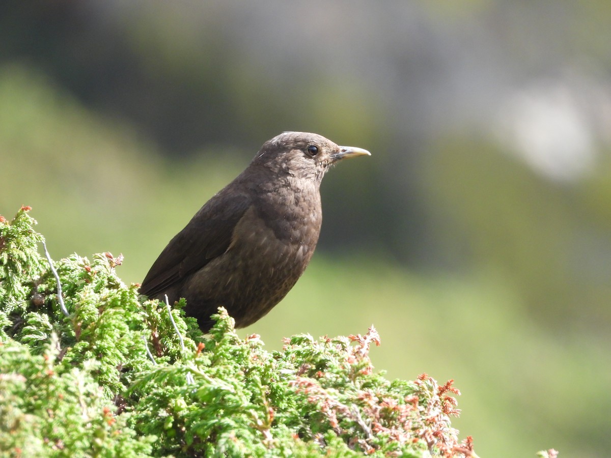 Tibetan Blackbird - ML355501201