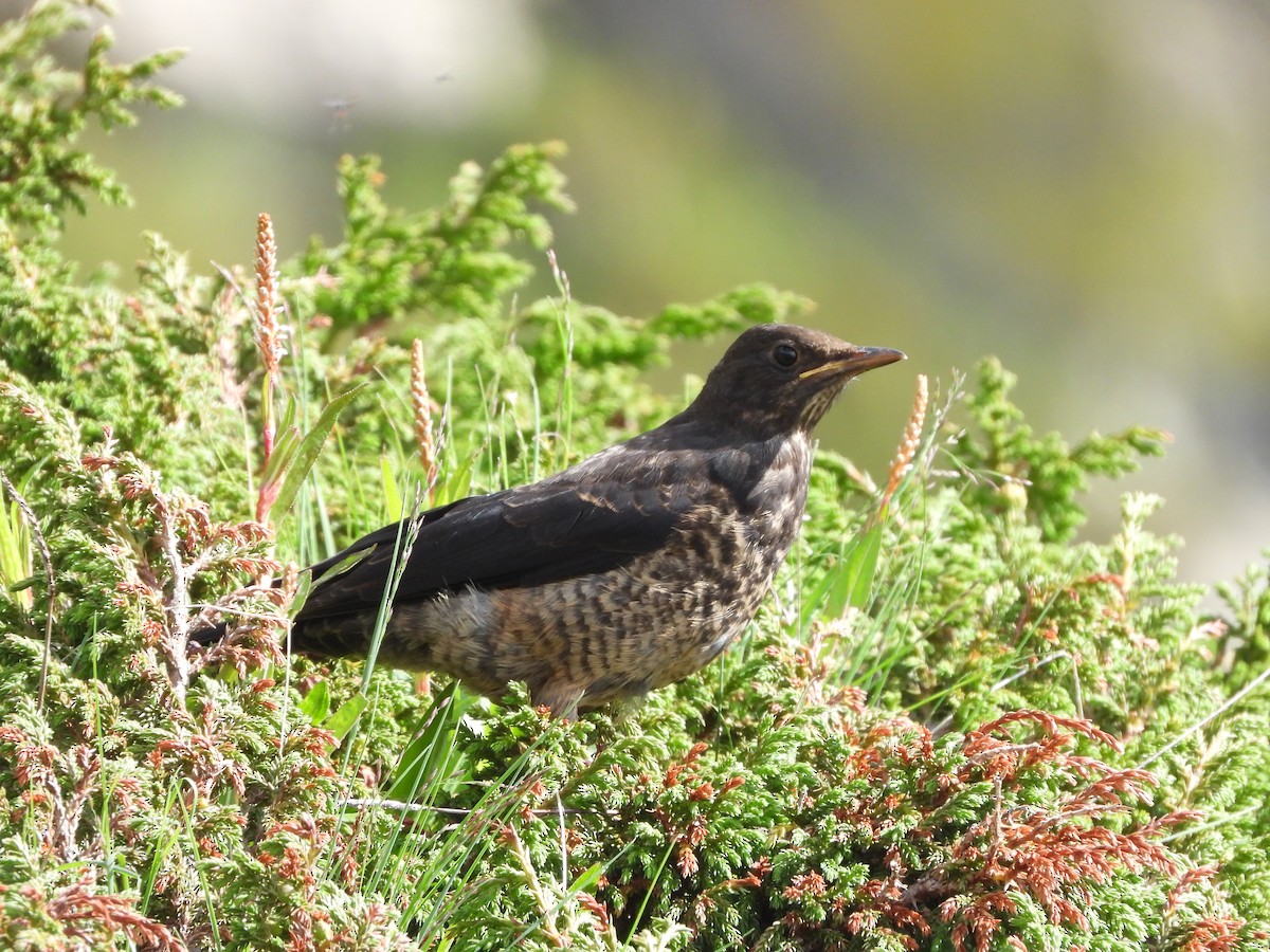 Tibetan Blackbird - ML355501221