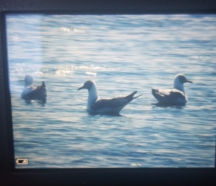 Mouette à tête grise - ML355501491