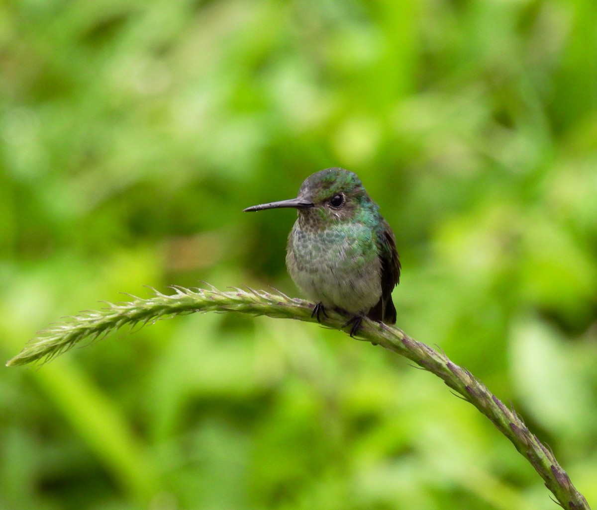 Blue-chested Hummingbird - ML355502891