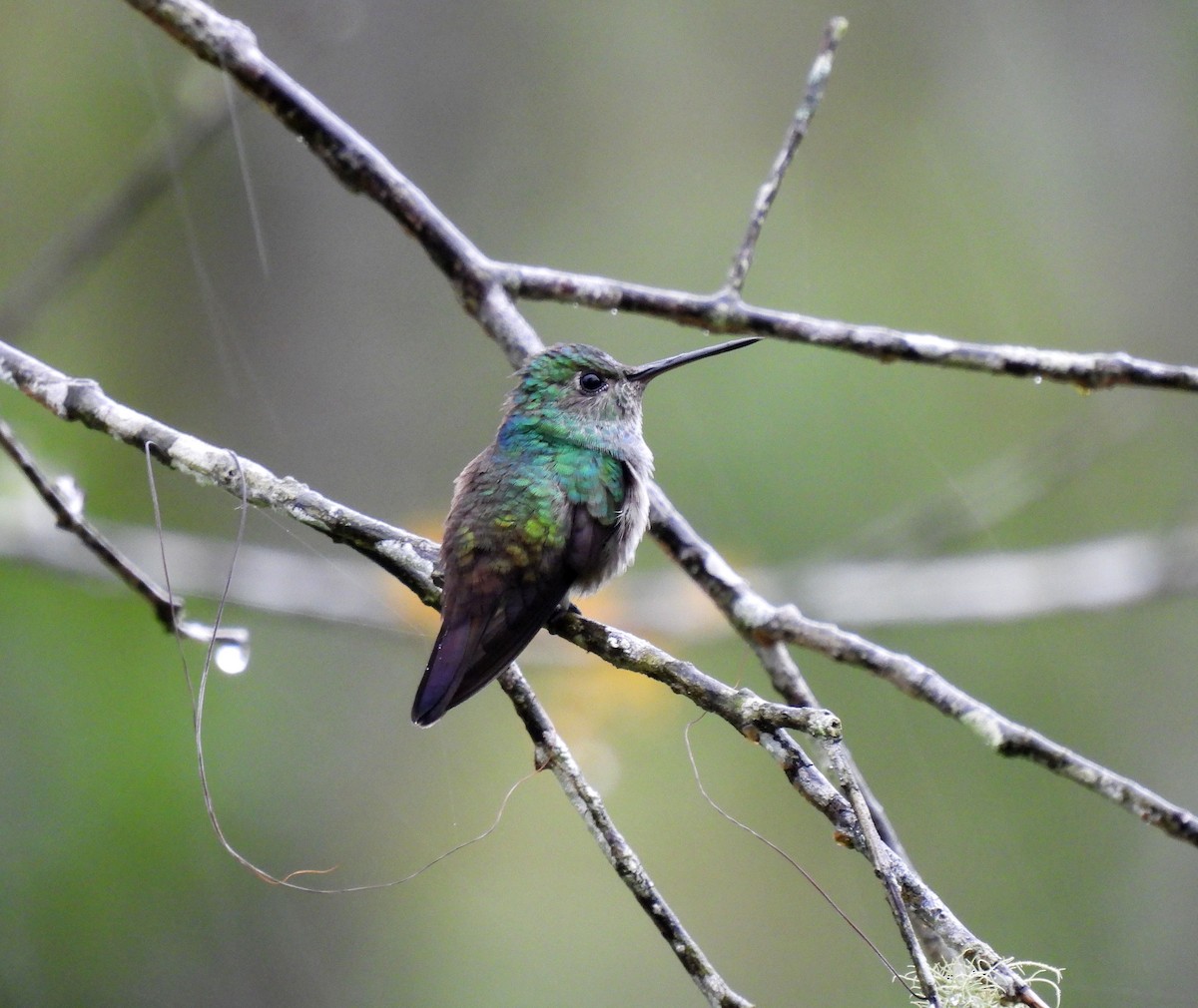 Blue-chested Hummingbird - ML355502901