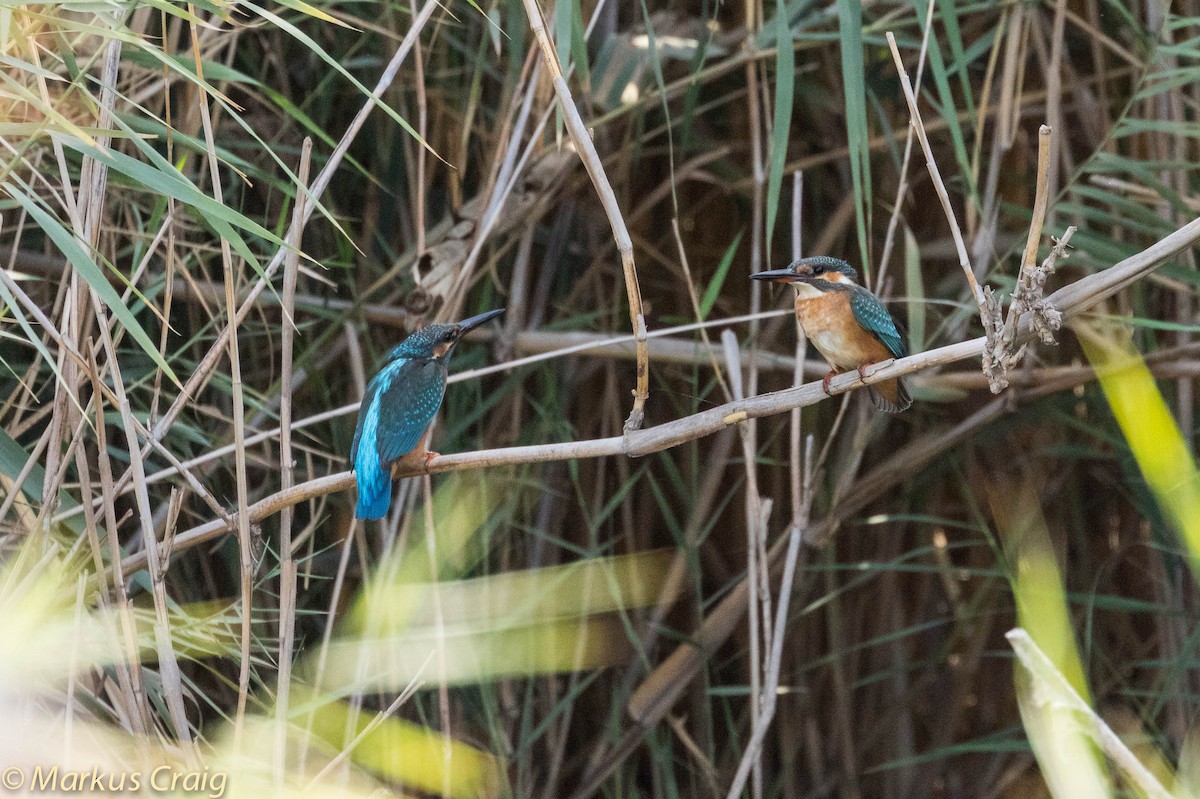 Common Kingfisher (Common) - ML35550431