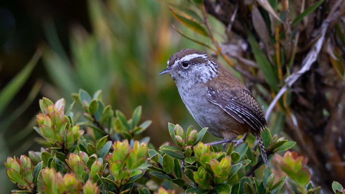 Timberline Wren - ML355506551