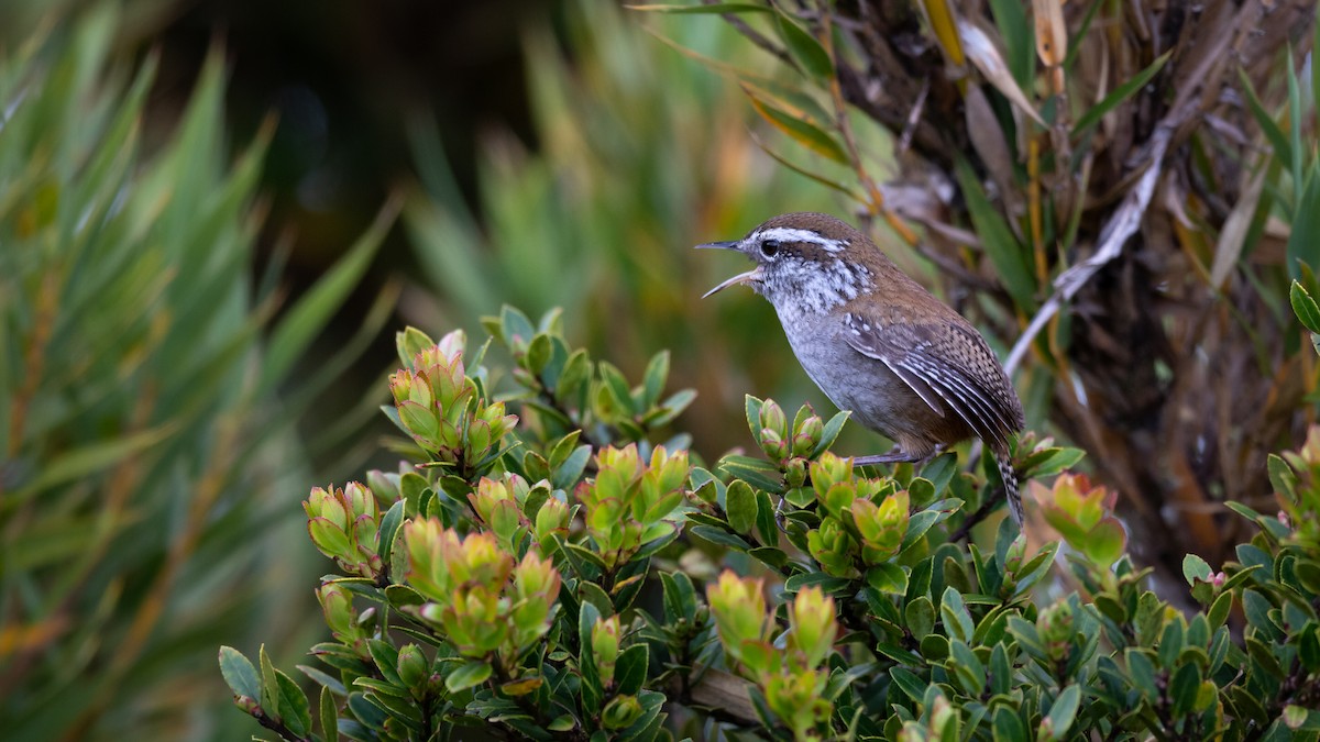 Timberline Wren - ML355506601