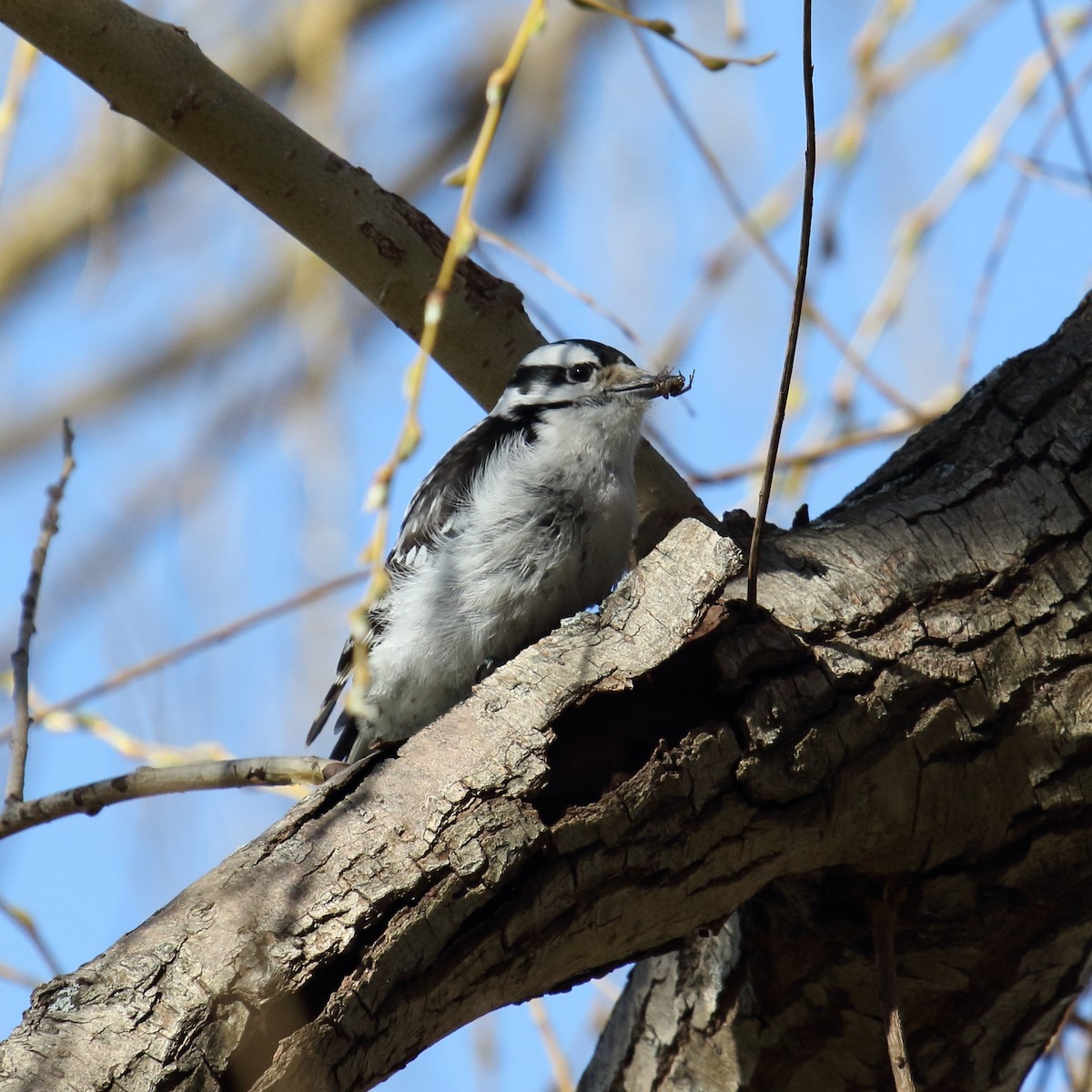 Downy Woodpecker - George Nassiopoulos