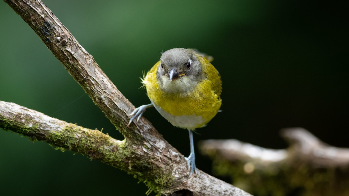 Common Chlorospingus - Mathurin Malby