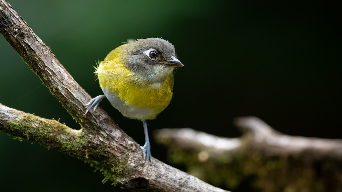 Common Chlorospingus - Mathurin Malby