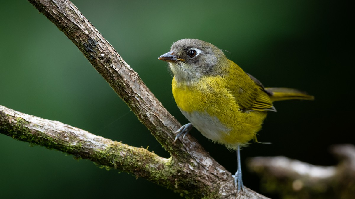 Common Chlorospingus - Mathurin Malby