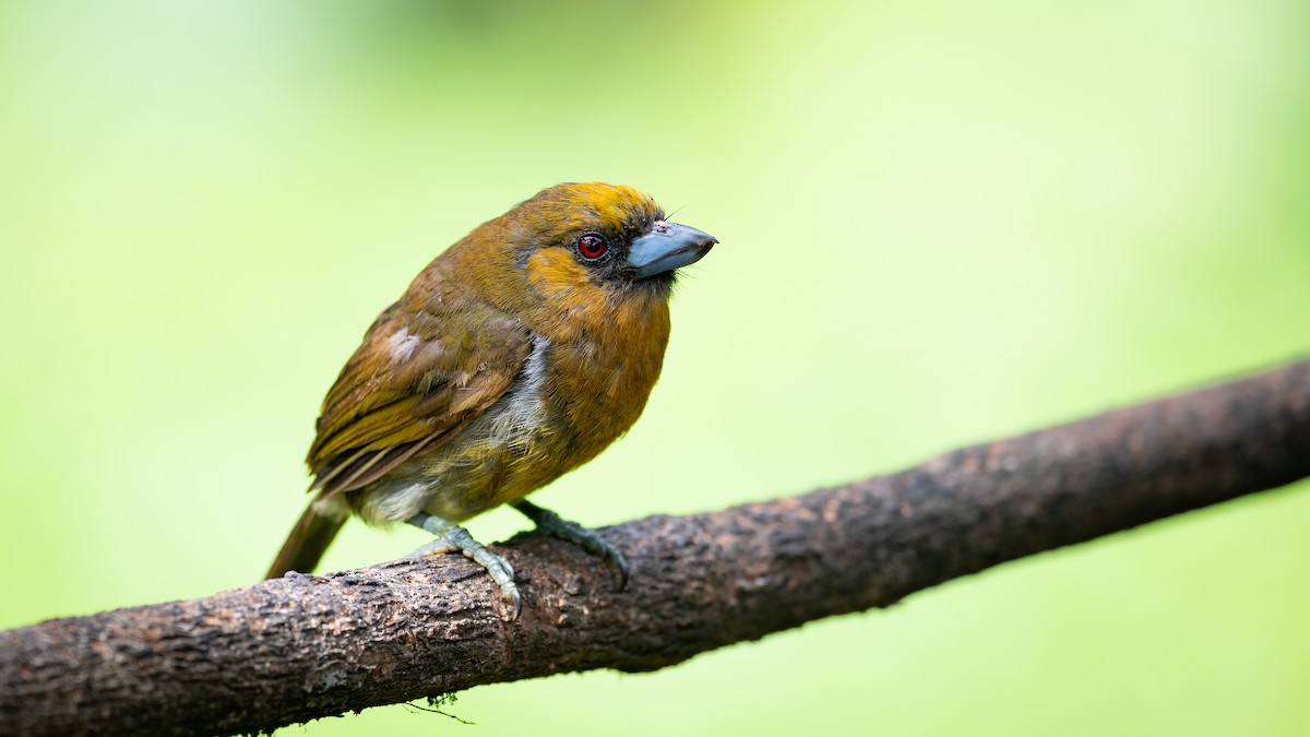 Prong-billed Barbet - Mathurin Malby