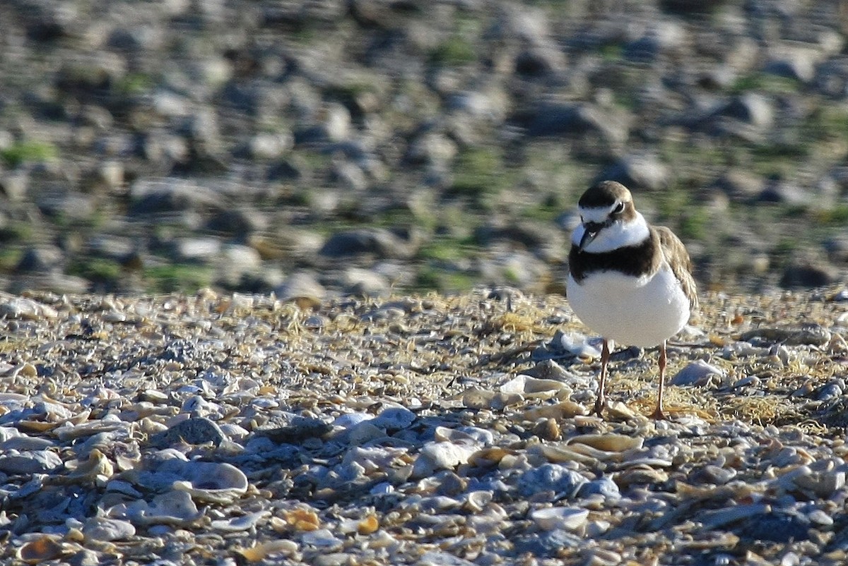 Wilson's Plover - Tim Lenz