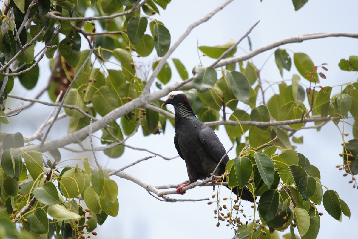White-crowned Pigeon - ML355509561
