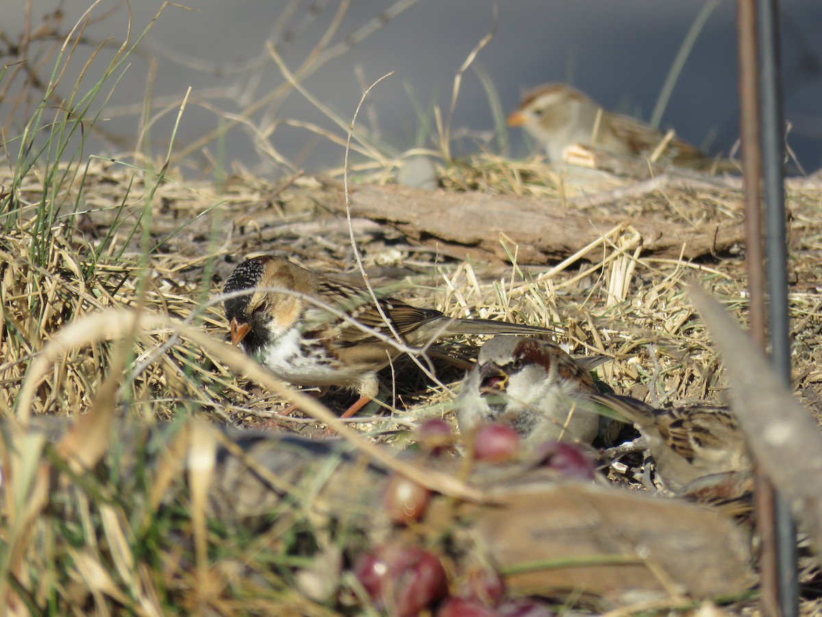 Harris's Sparrow - ML355509991