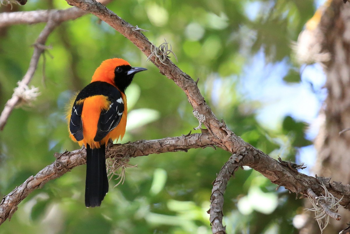 Hooded Oriole - Tim Lenz