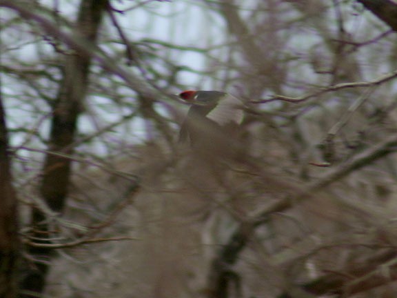 Red-headed Woodpecker - Tim Avery