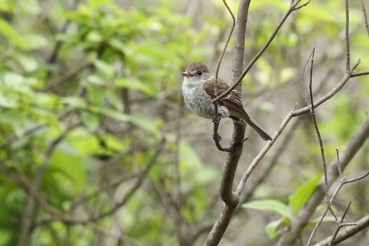 White-throated Flycatcher - ML355513701