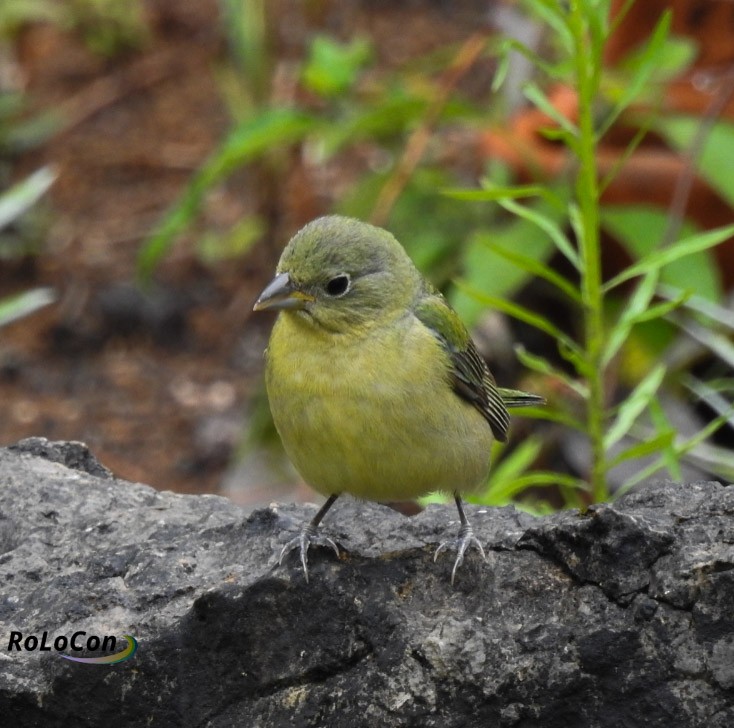 Painted Bunting - ML355517831