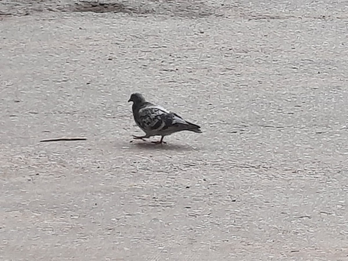 Rock Pigeon (Feral Pigeon) - ML355519931