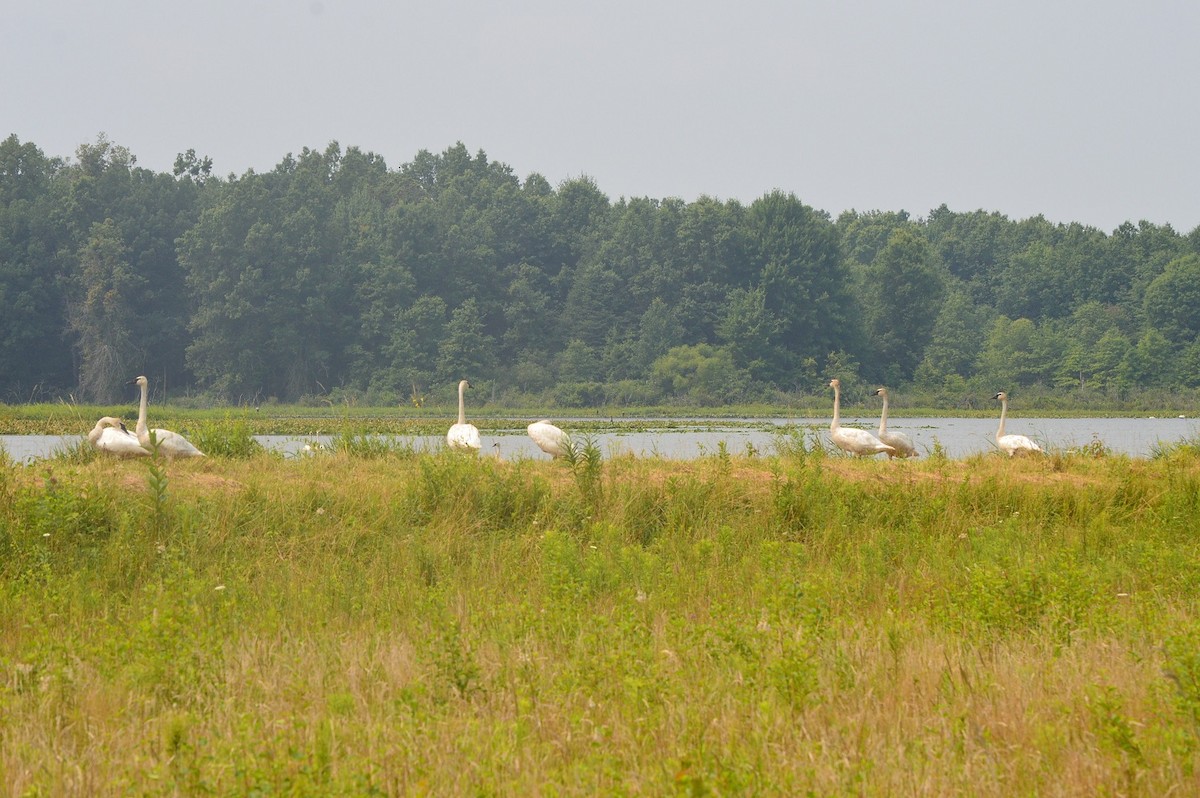 Trumpeter Swan - ML355521871