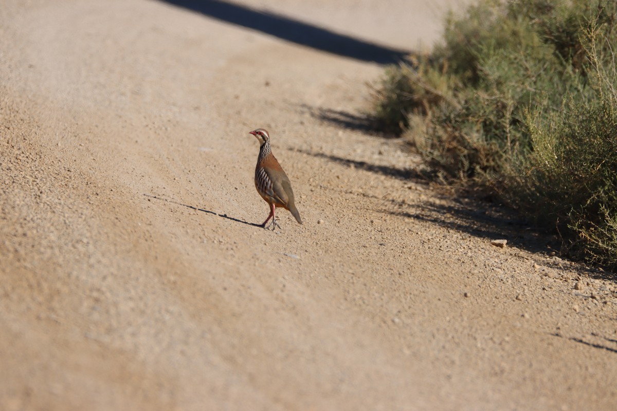 Red-legged Partridge - ML355523721