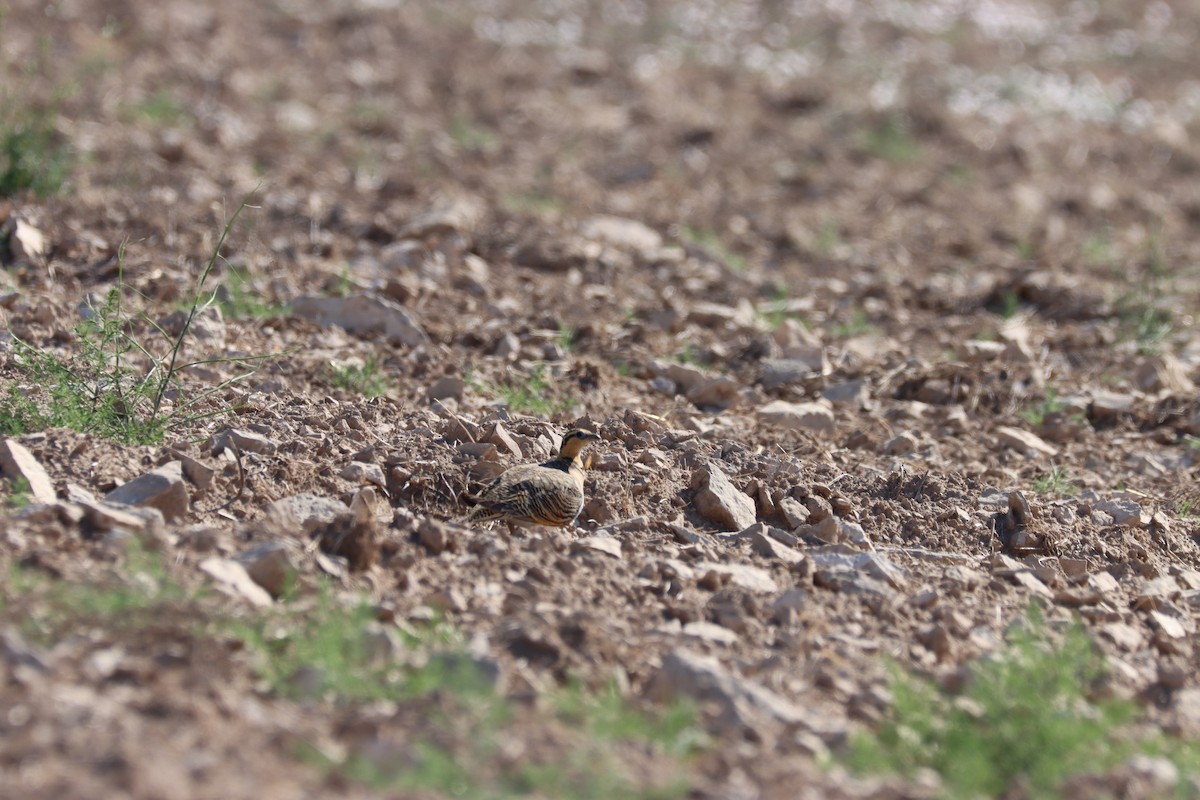 Pin-tailed Sandgrouse - ML355523971