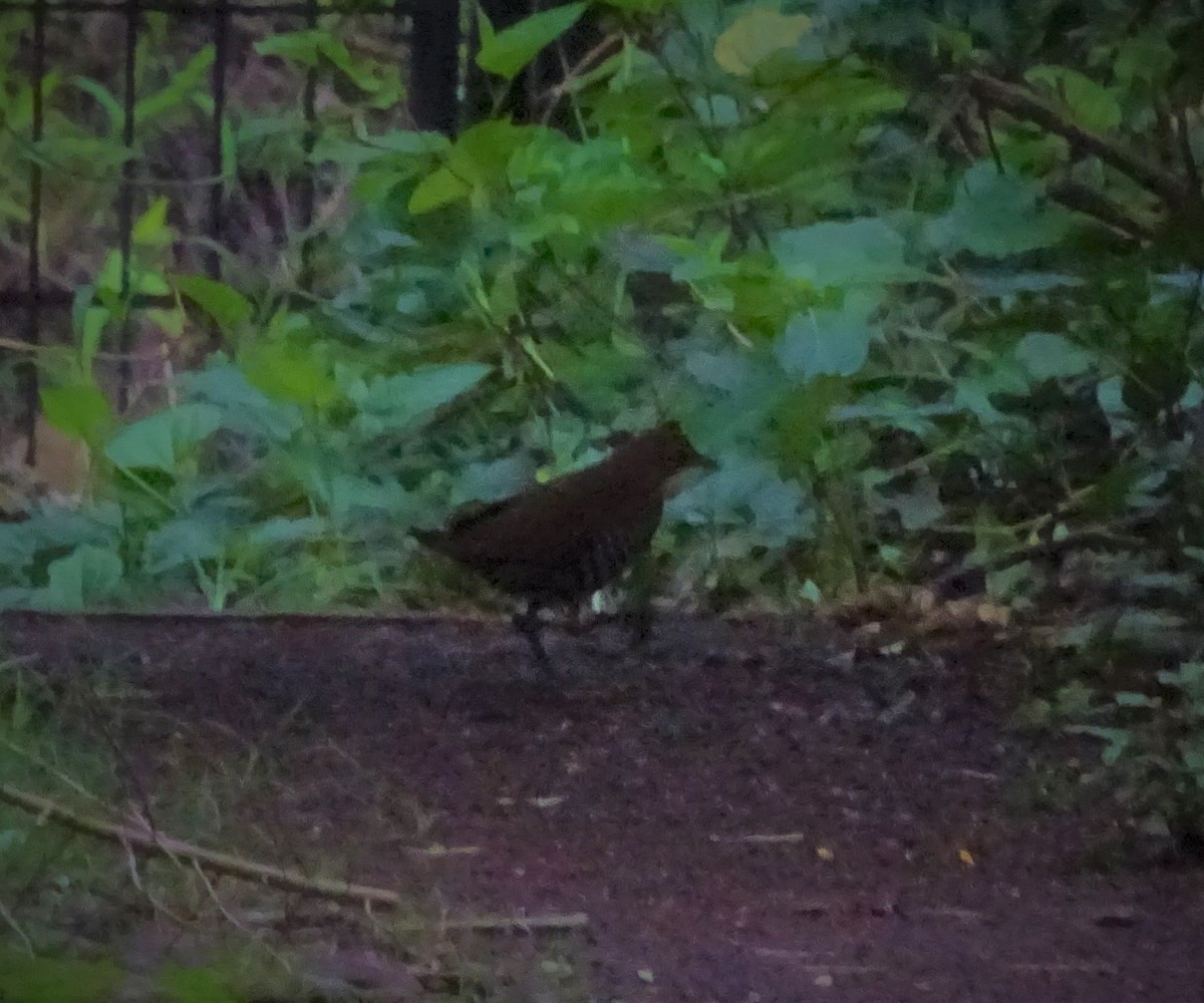 Slaty-legged Crake - ML355524941