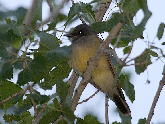 Cassin's Kingbird - ML35552601