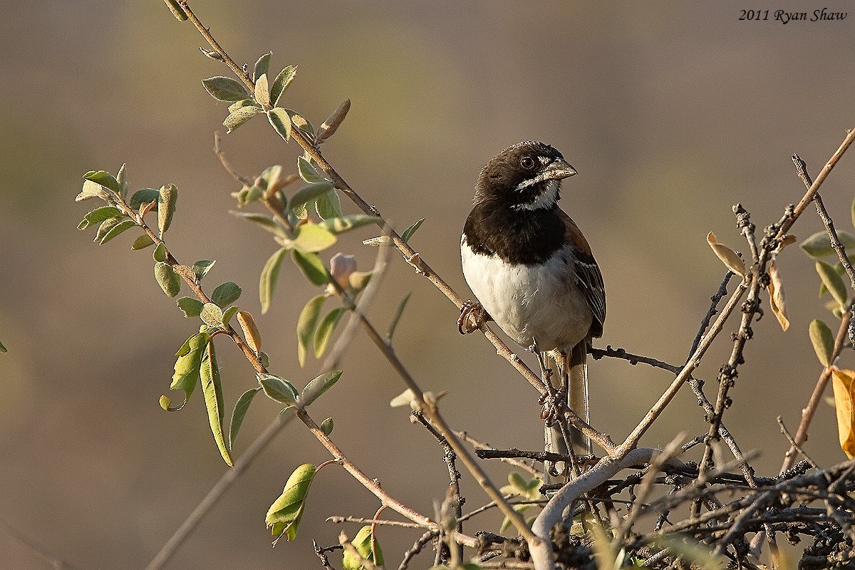 Black-chested Sparrow - Ryan Shaw