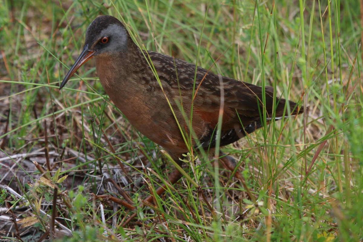 Râle de Virginie - ML355528651