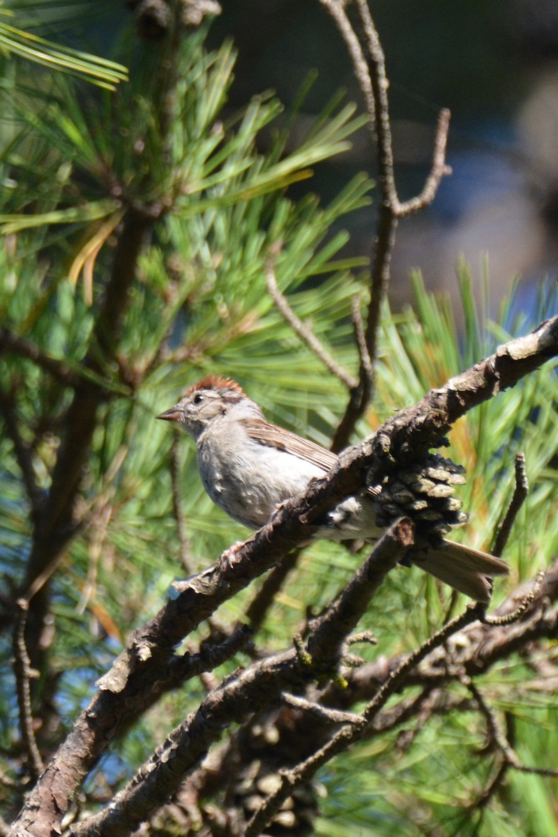 Chipping Sparrow - Louise Hewlett