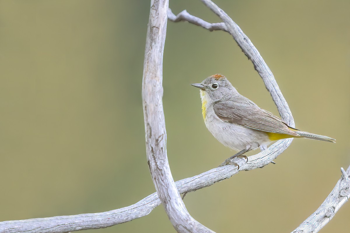 Virginia's Warbler - ML355531091