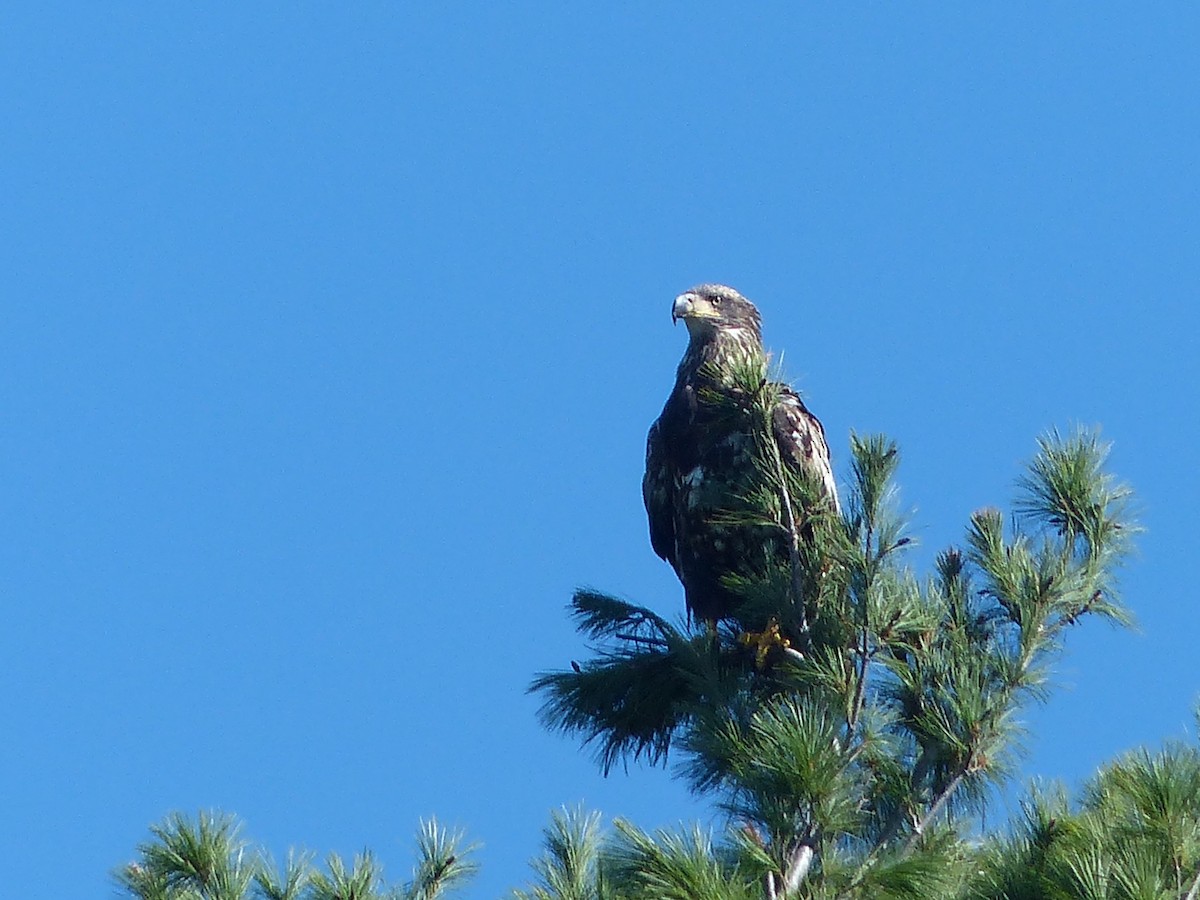 Bald Eagle - ML35553231