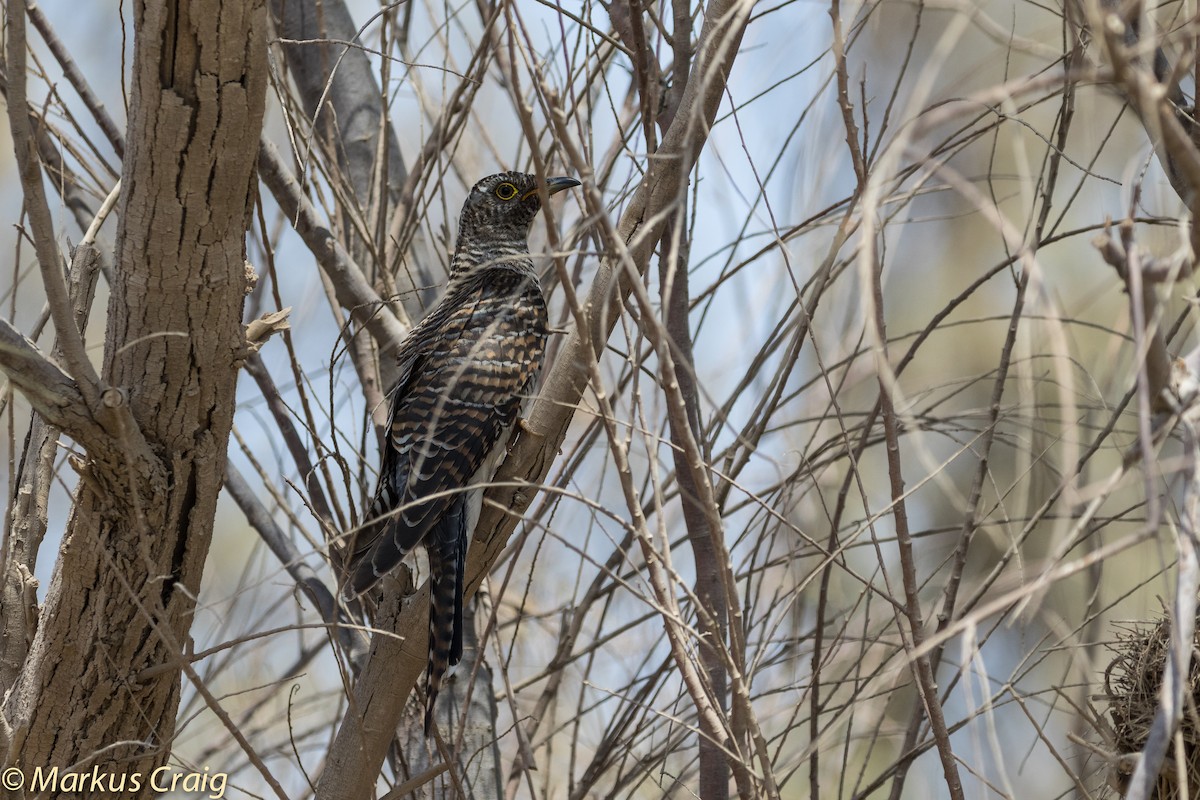 Common Cuckoo - ML35553321