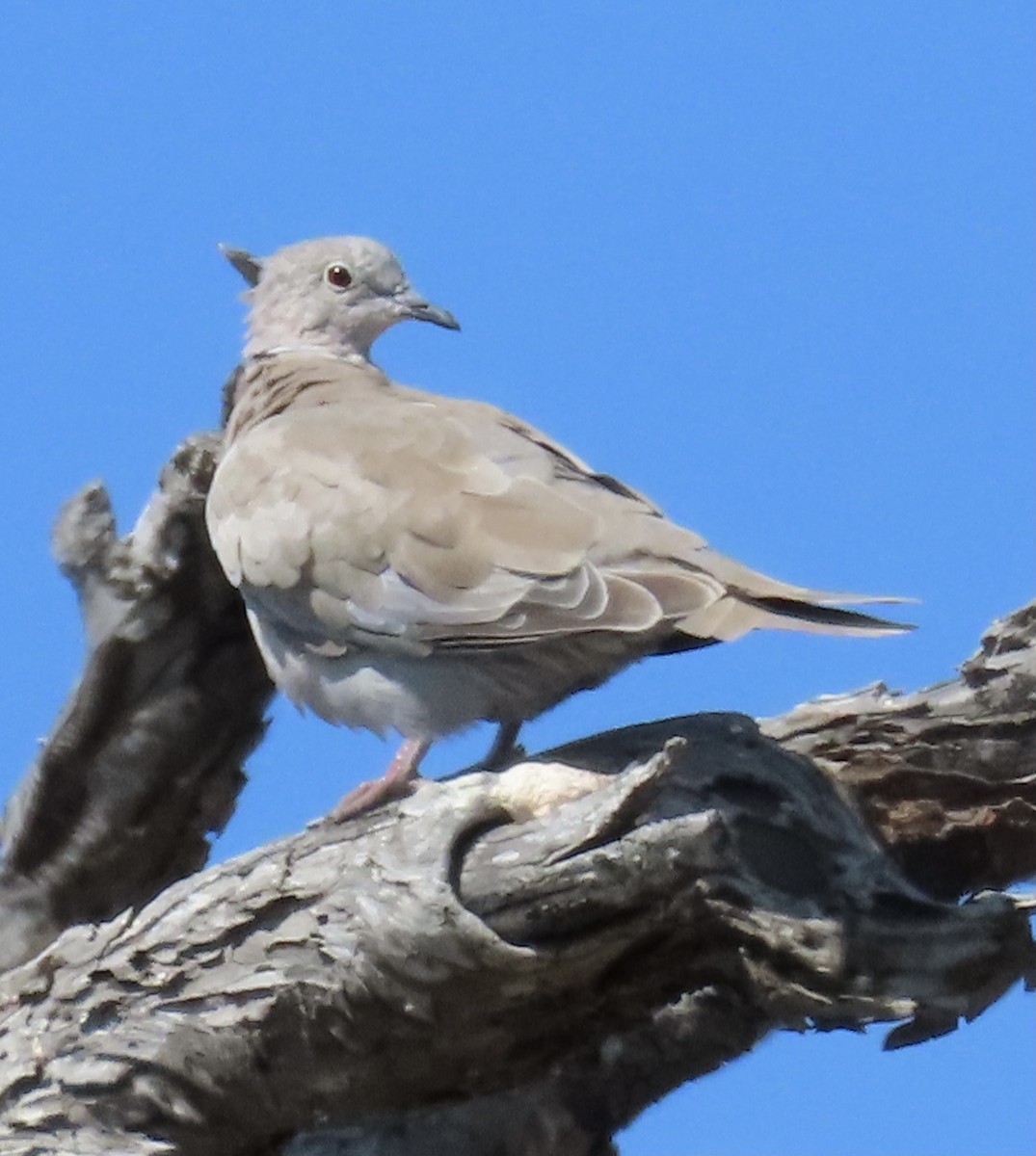 Eurasian Collared-Dove - ML355536741
