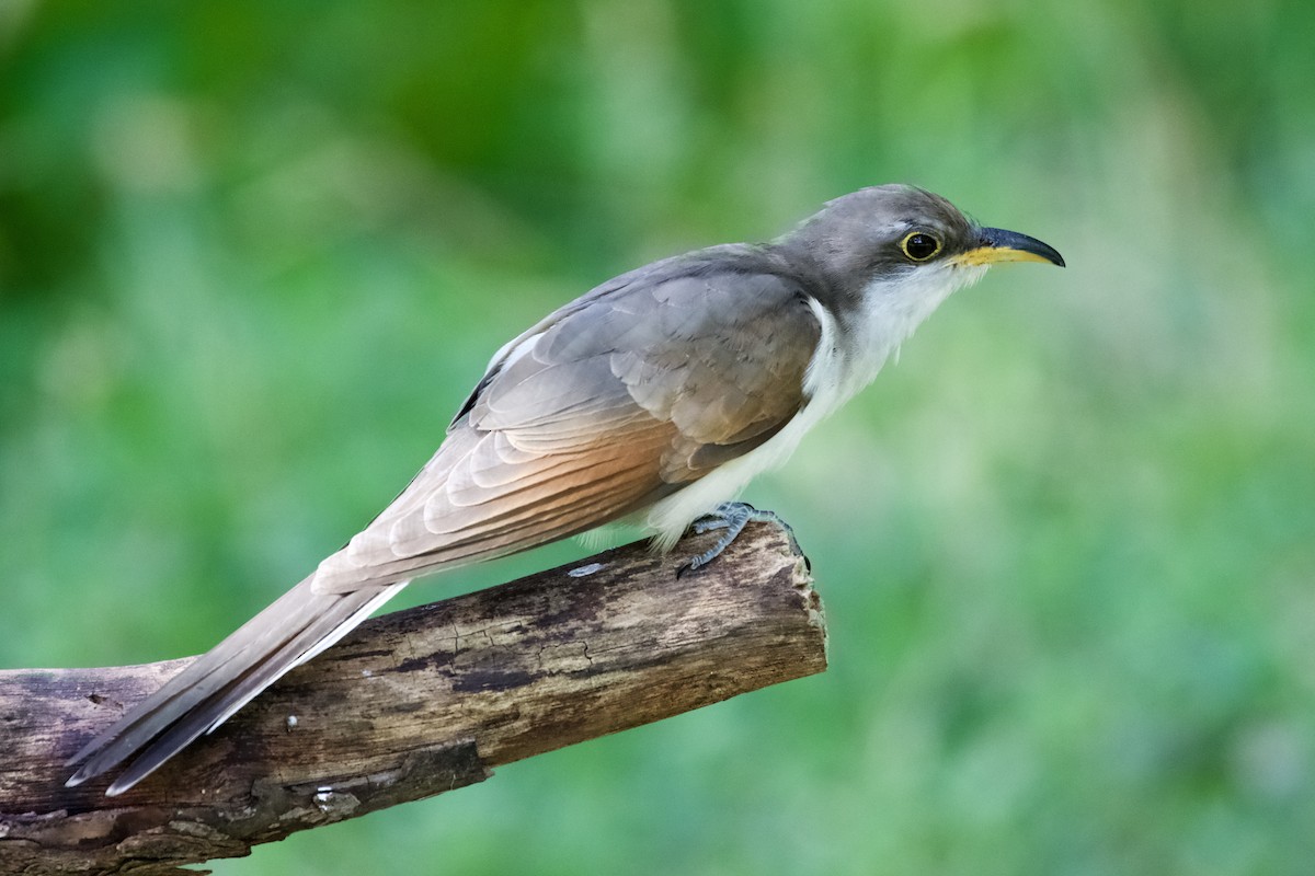 Yellow-billed Cuckoo - Gary Desormeaux