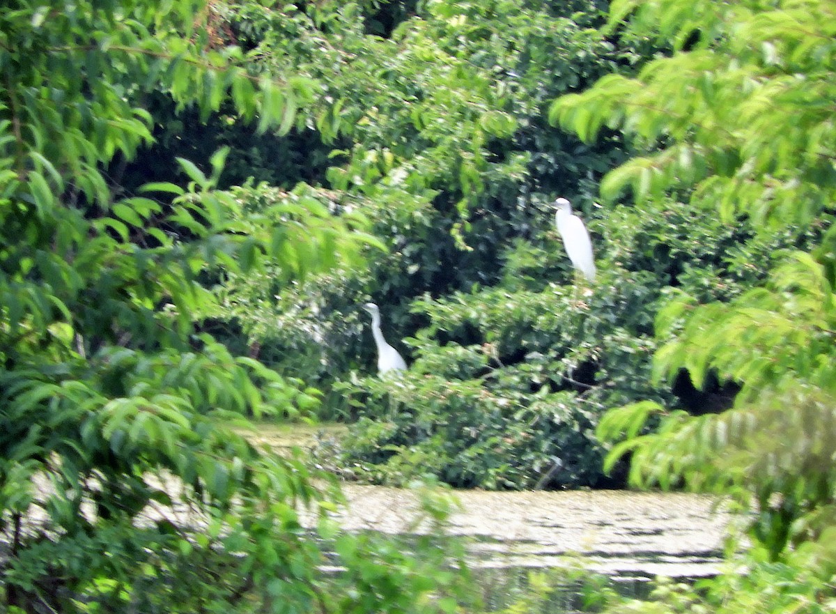 Little Blue Heron - ML355540781