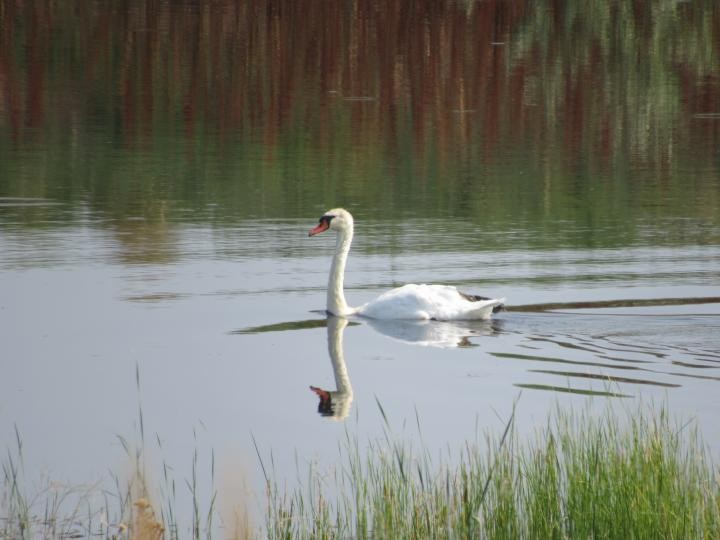 Mute Swan - ML355542911