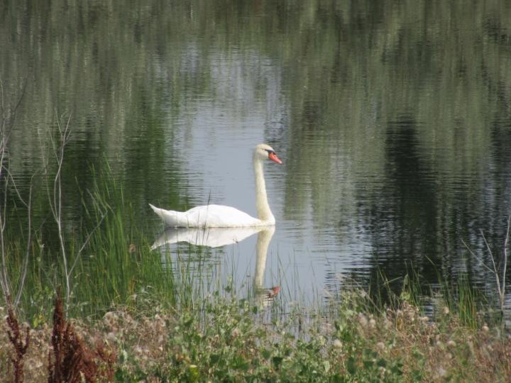 Mute Swan - ML355542921