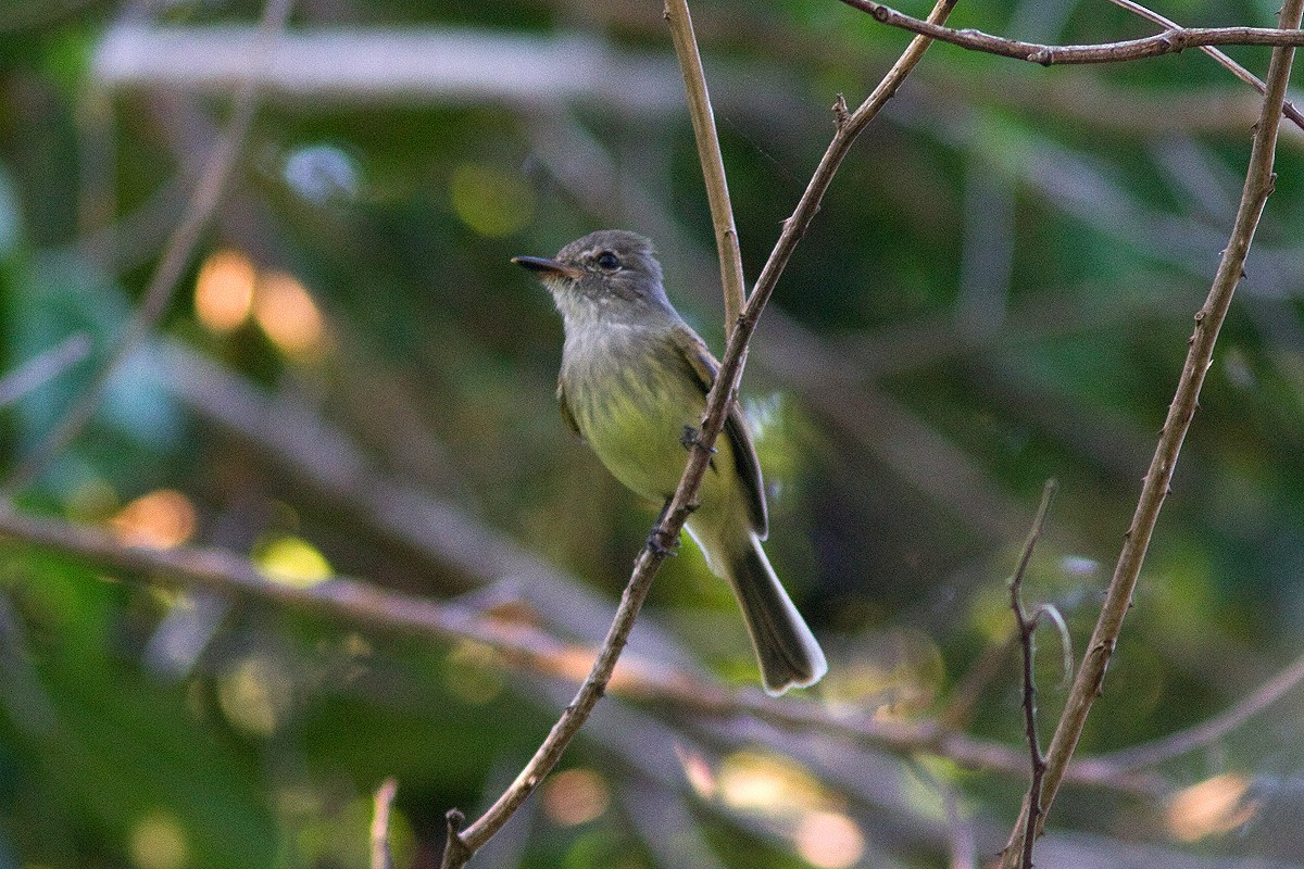 Flammulated Flycatcher - ML35554361