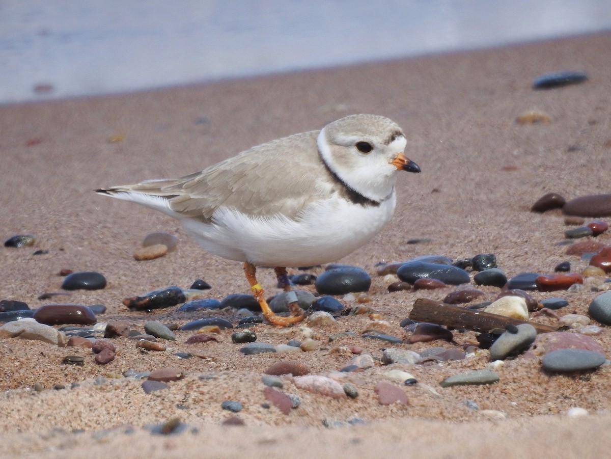 Piping Plover - Peter Nichols