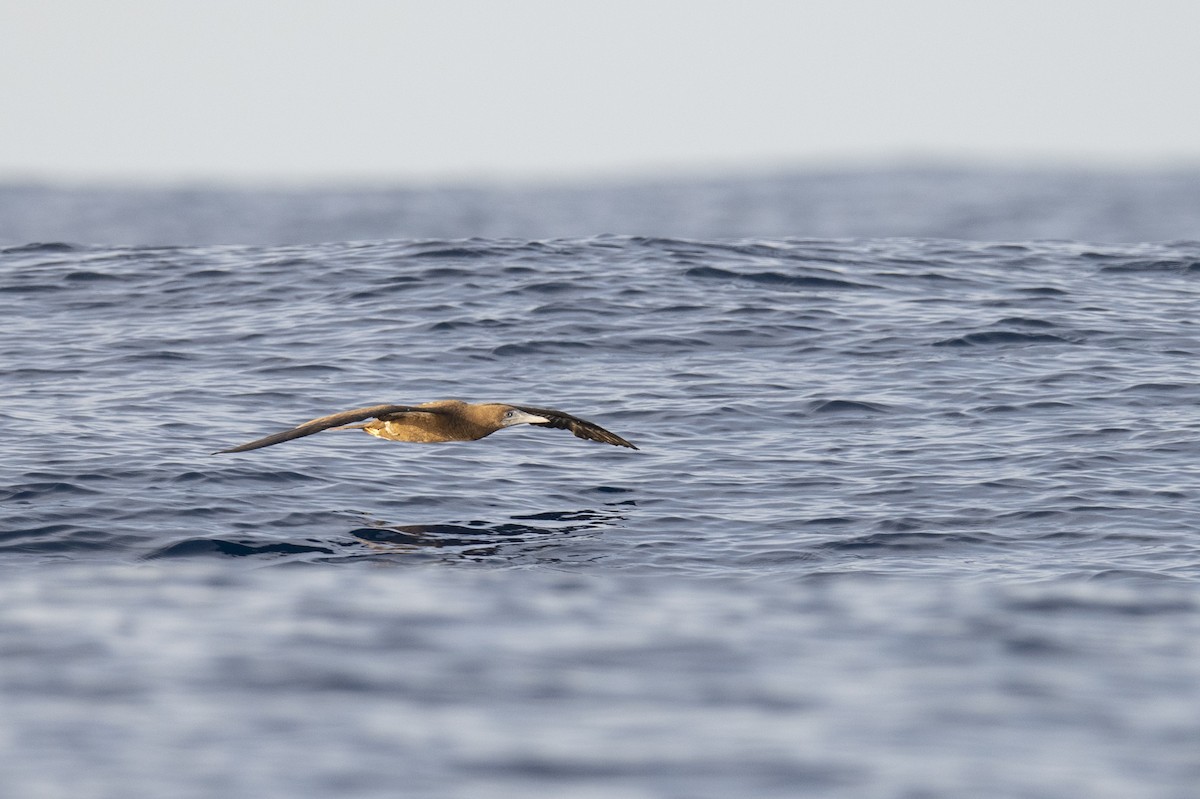 Brown Booby - ML355544551