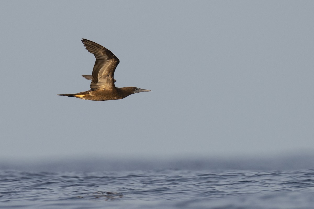 Brown Booby - ML355544561