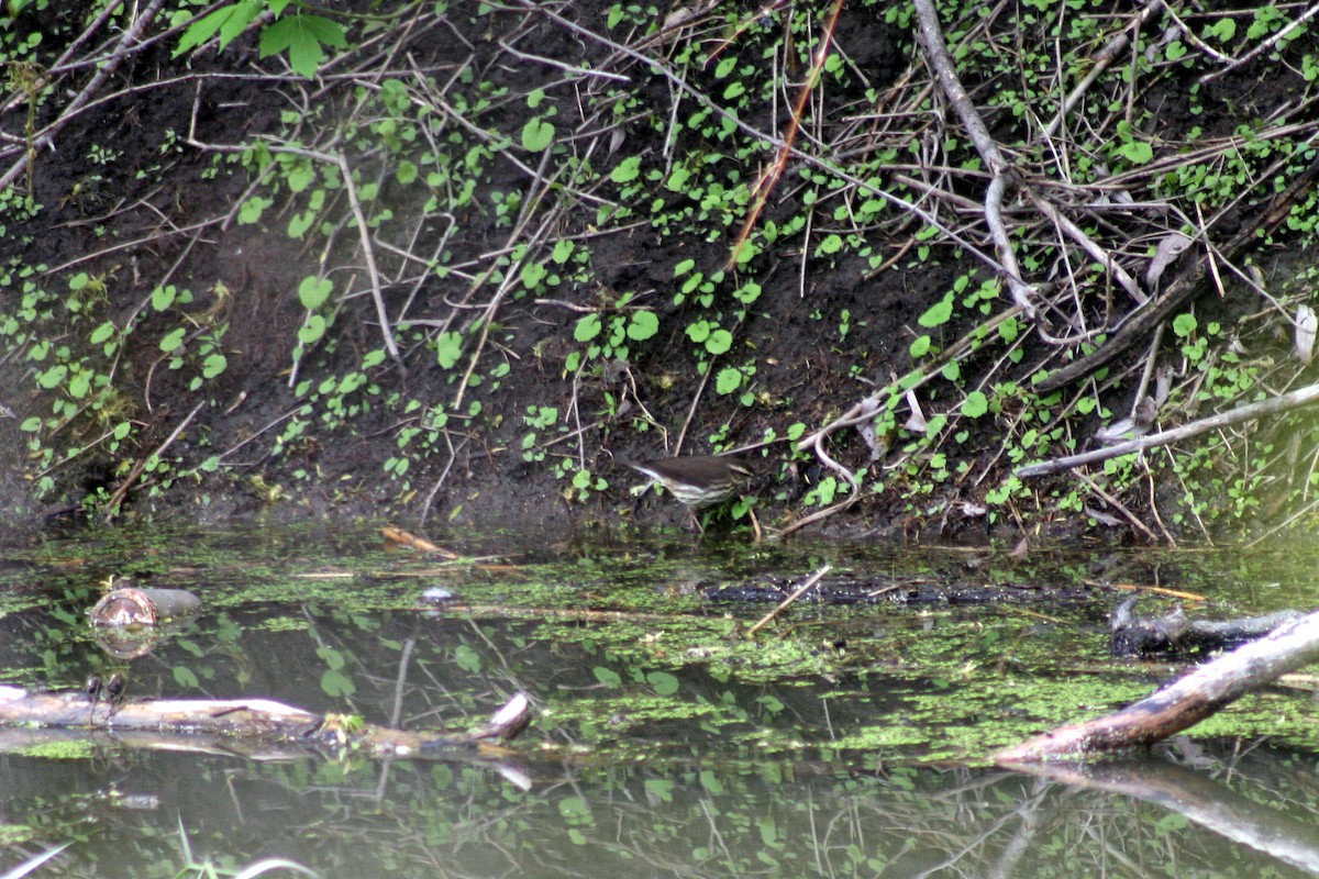 Northern Waterthrush - ML35554781