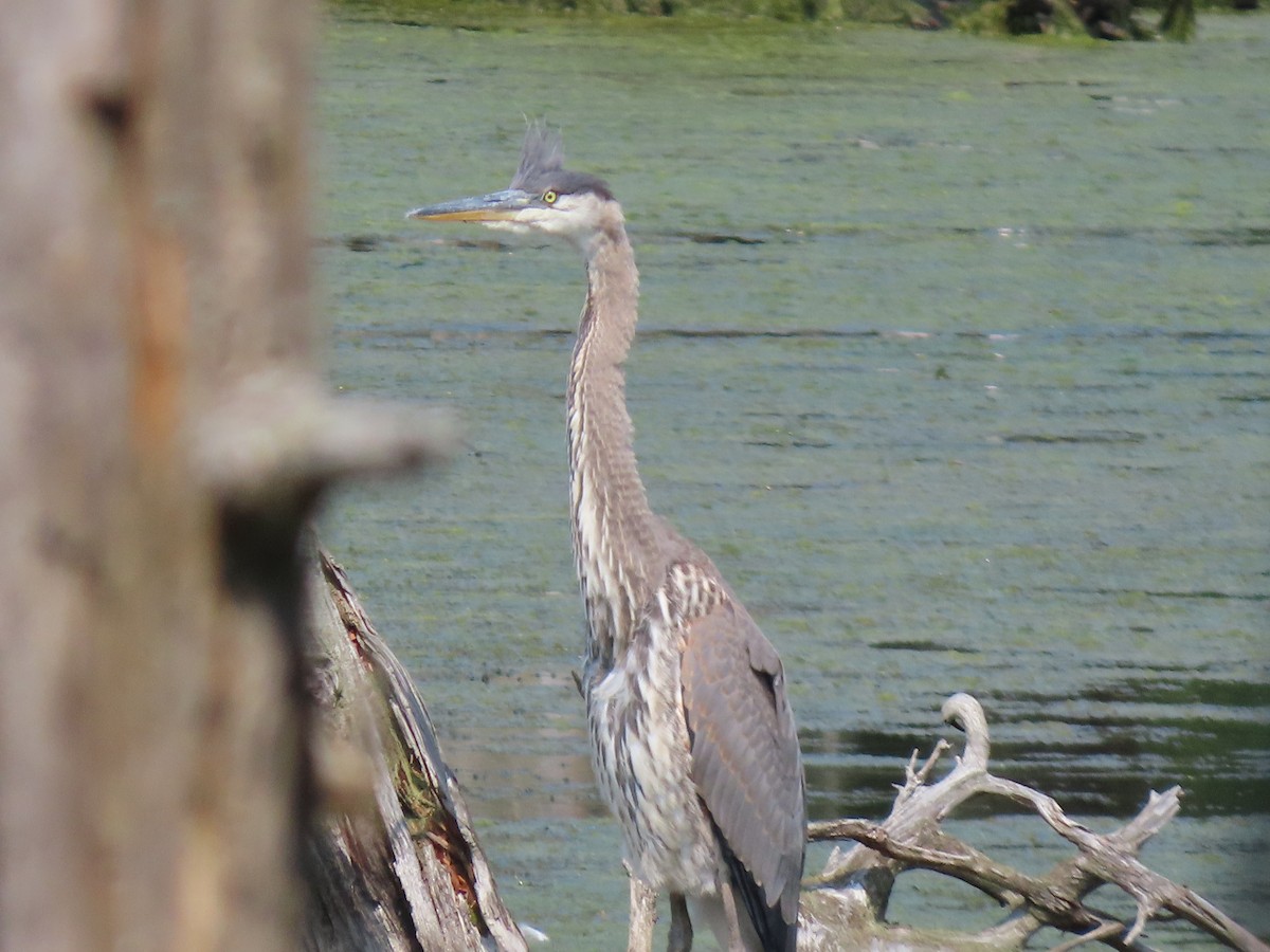 Great Blue Heron - Carla Bregman