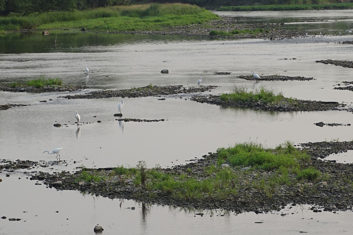 Great Egret - ML355550311