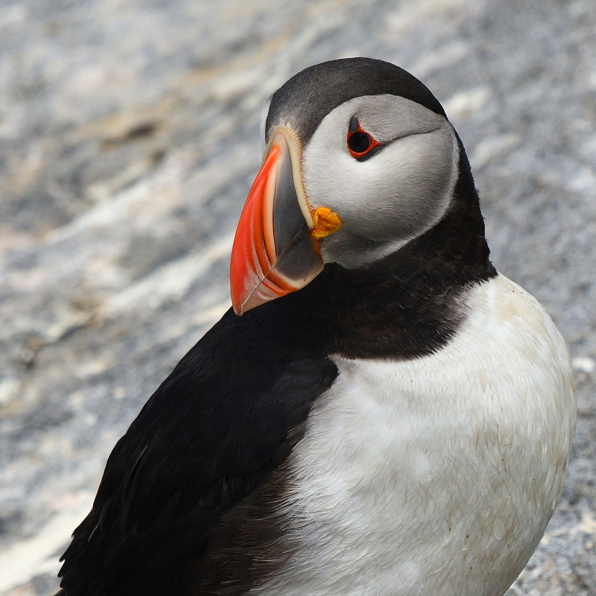 Atlantic Puffin - ML355552061