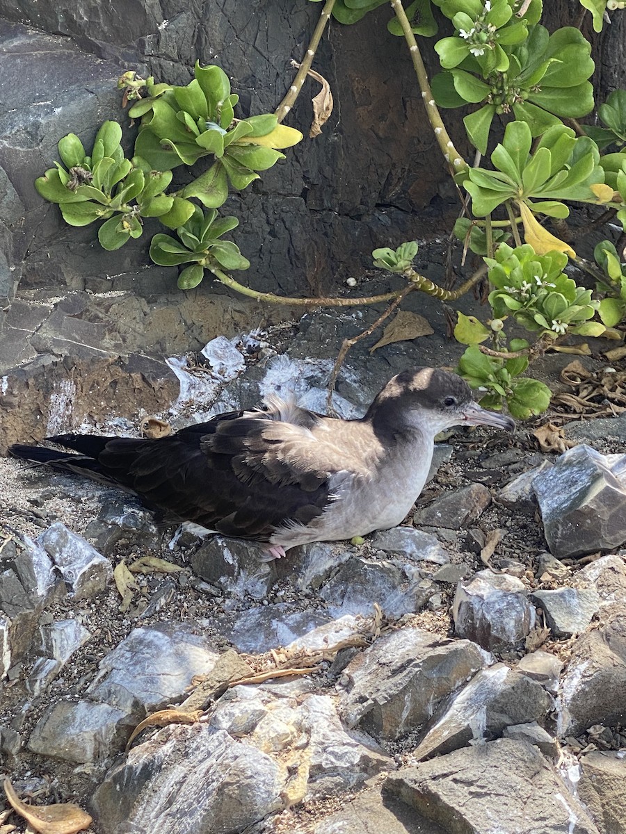 Wedge-tailed Shearwater - Shiela Shallcross