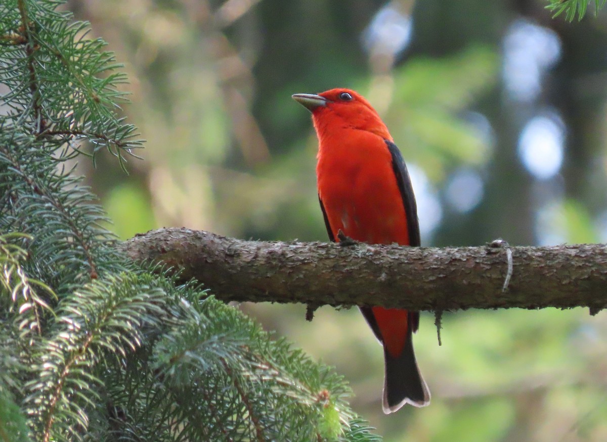 Scarlet Tanager - ML355559051