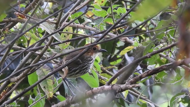 Chestnut-crowned Antpitta - ML355559371