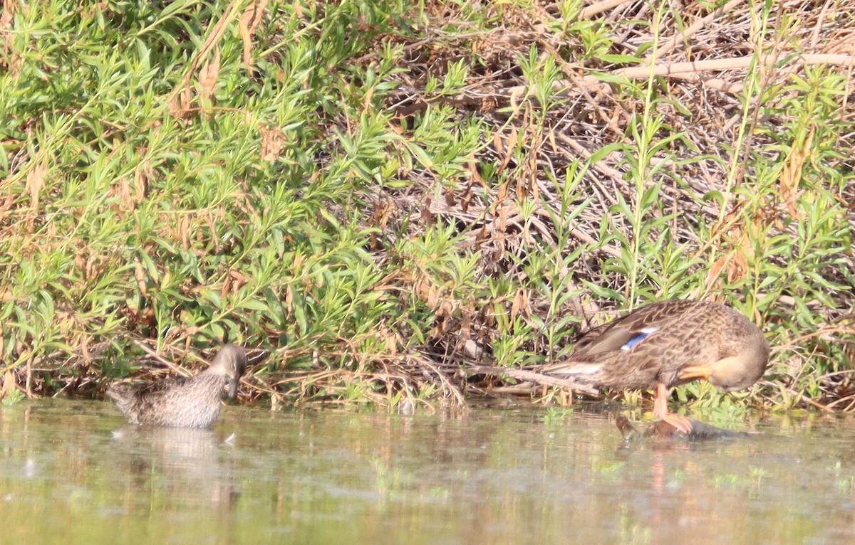 Blue-winged Teal - ML355559611